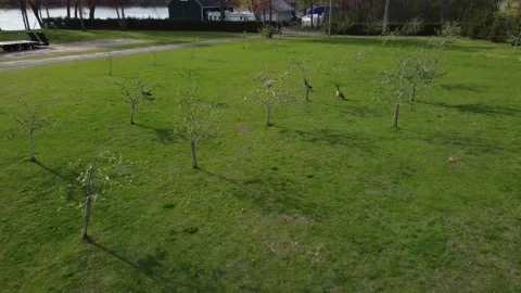 Geese in an Apple Orchard in Springtime in Quebec Stock Footage 158199423