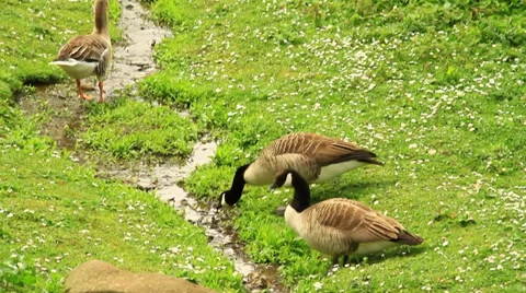 Geese are drinking in a brook Stock Footage 39478744
