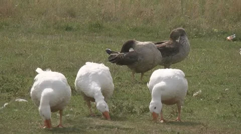 Geese are grazing Stock Footage 8850951