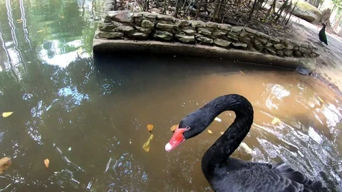 Geese are playing in the zoo. Stock Footage 100699341
