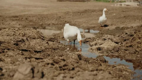 The geese are relaxing in the mud Stock Footage 320268279