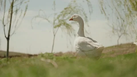 The geese are resting on the lawn. Stock Footage 320268278