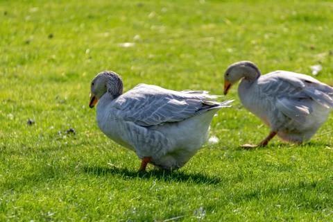 Geese are running across the meadow Foto stock