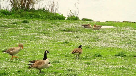 Geese are sleeping on grass Stock Footage 39454133