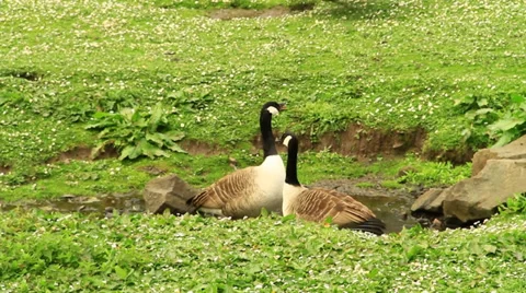 Geese are squawking Stock Footage 39454067