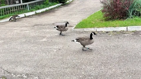 Geese are walking down the road Stock Footage 345754599