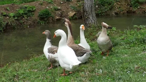 Geese are walking on the grass. close up of gray and black geese Stock Footage 164288066
