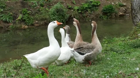 Geese are walking on the grass of the stream Stock Footage 164288222