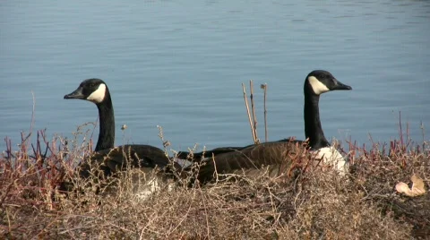 Geese Back To Back Vídeo Stock 313182