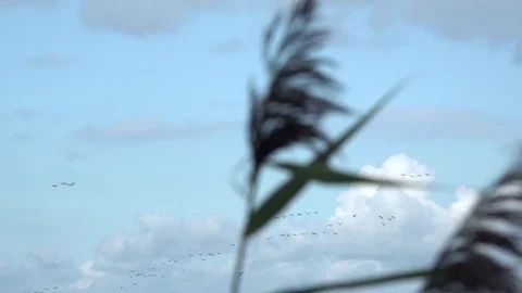 Geese in the background with reed in foreground 4K 스톡 동영상 82444337
