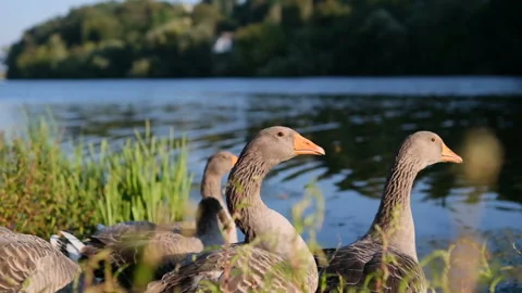 Geese on the bank of the river. Stock Footage 197609934