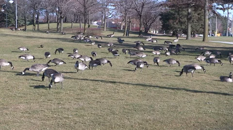 Geese bask in record warm Chrismas eve 2015 temperatures Stock Footage 58596832
