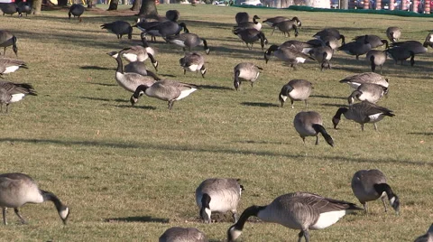 Geese bask in record warm Chrismas eve 2015 temperatures Stock Footage 58597037