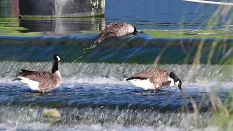 Geese bath Stock-Footage 135812384