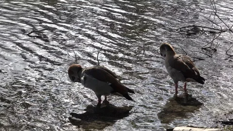Geese bathing 4K Stock Footage 86179330