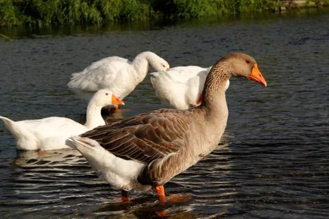 Geese bathing in river Foto stock