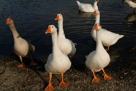 Geese bathing in river Foto stock