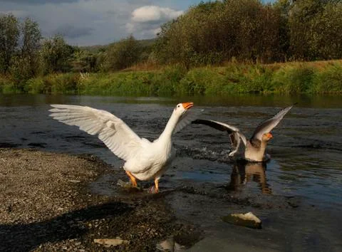 Geese bathing in river Stock Photos