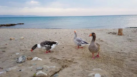 Geese on the beach 60p Stock Footage 265045500