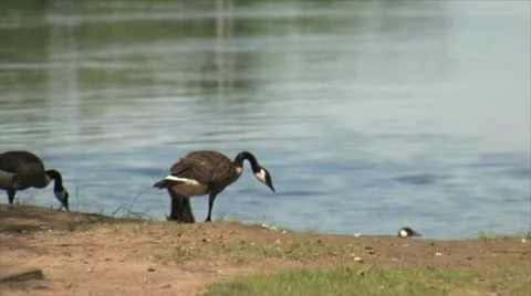 Geese on beach closer Stockbeeldmateriaal 11957863