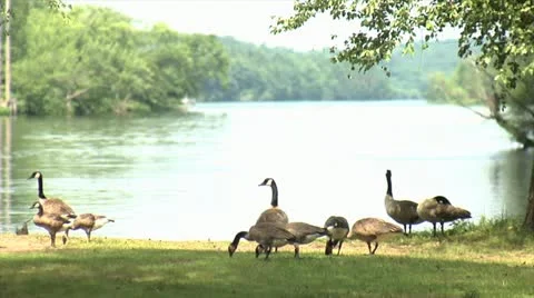 Geese on beach Vidéo 11957928