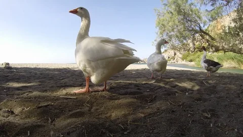 Geese on the beach 库存影片 77297959