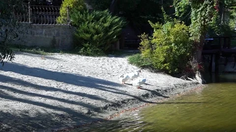 Geese on the beach Stock Footage 138222955