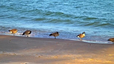 Geese on Beach Stock Footage 341833523