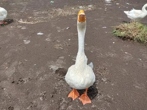 Geese on the beach Stock Photos