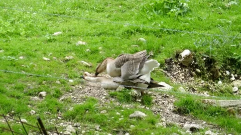 Geese birds mating in open farm area Stock Footage 326701473
