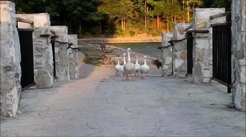 $Geese on a bridge 1 Stock Footage 41264525