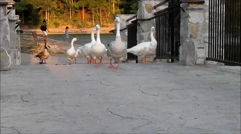 Geese on a bridge 2 Stock Footage 41264516