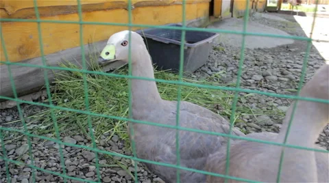 Geese in cage Stock Footage 51344677