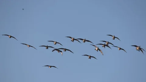 Geese, Canada Geese, Bird, Birds, Fly, Flight. Flying Stock Footage