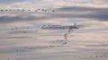 Geese, Canada Geese In Flight 4k or 4k+ Resolution