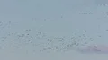 Geese, Canada Geese In Flight 4k or 4k+ Resolution