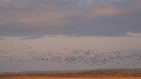 Geese, Canada Geese In Flight Stock Footage