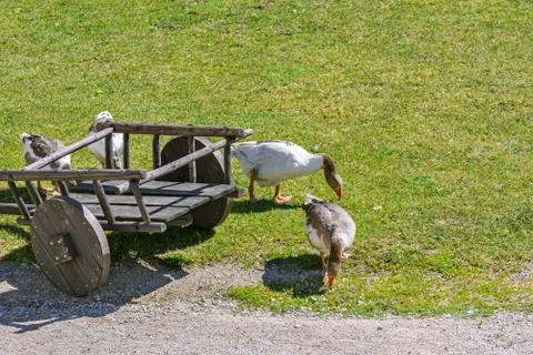 Geese at the cart. Stock Photos
