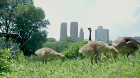 The Geese of Central Park  Stock Footage 79850063