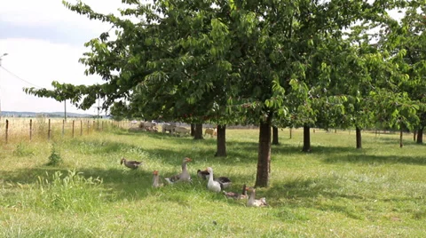 Geese in the cherry orchard. Stock Footage 39733773