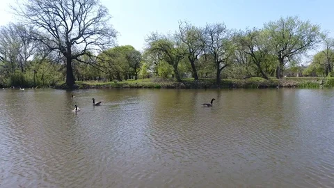 Geese Chilling in pond Видео 89673462