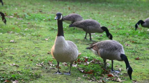 Geese - close static shot 動画素材 30119559
