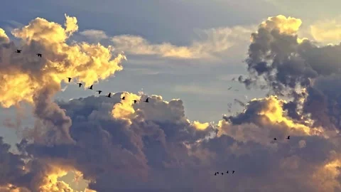 Geese in Clouds Stock Footage 341833097