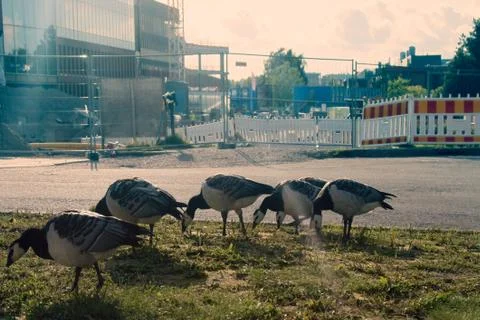 Geese on the construction site Stock-Fotos