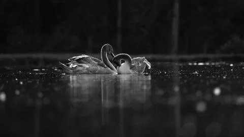 Geese couple Stock Photos