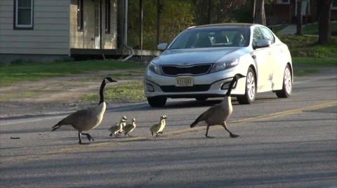 Geese Crossing Stock Footage 65341219