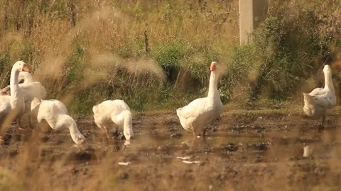 Geese Drink From a Puddle Stock Footage 234797036