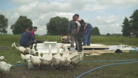 Geese drinking water against background of builders making hen house on farm. Stock Footage 247523527
