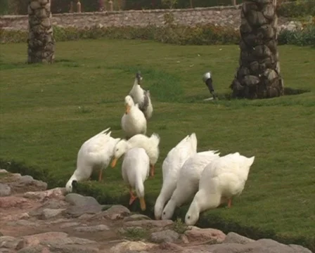 Geese drinking water Video stock 341623