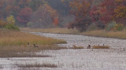 Geese during migration Stock Footage 69045949